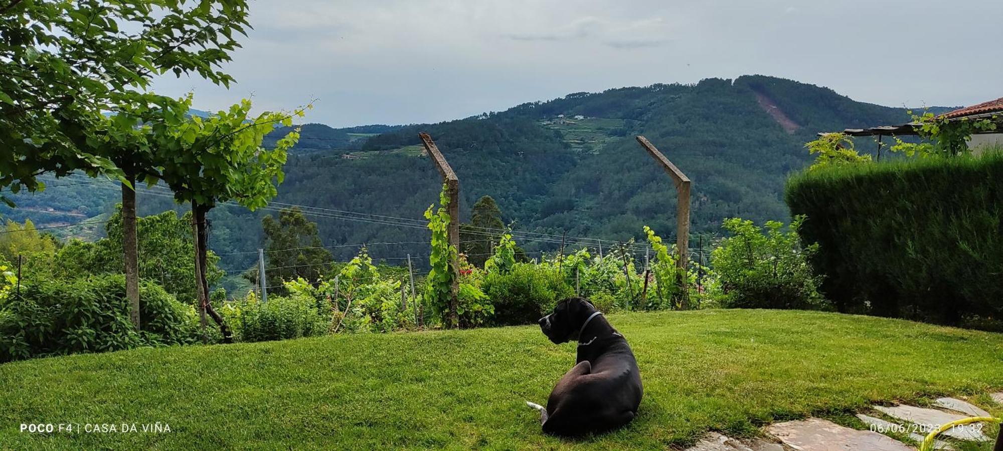 Casa Da Vina - Ribeira Sacra Villa Nogueira De Ramuin Екстериор снимка